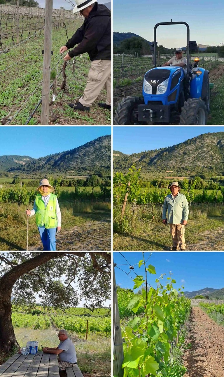 trabajo vendimia Mallorca