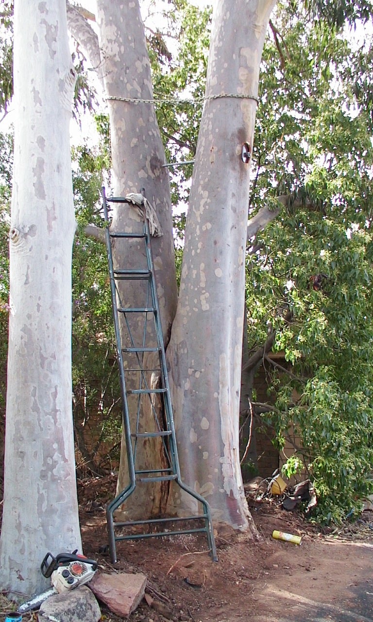 rod bracing of eucalypt splitting at base