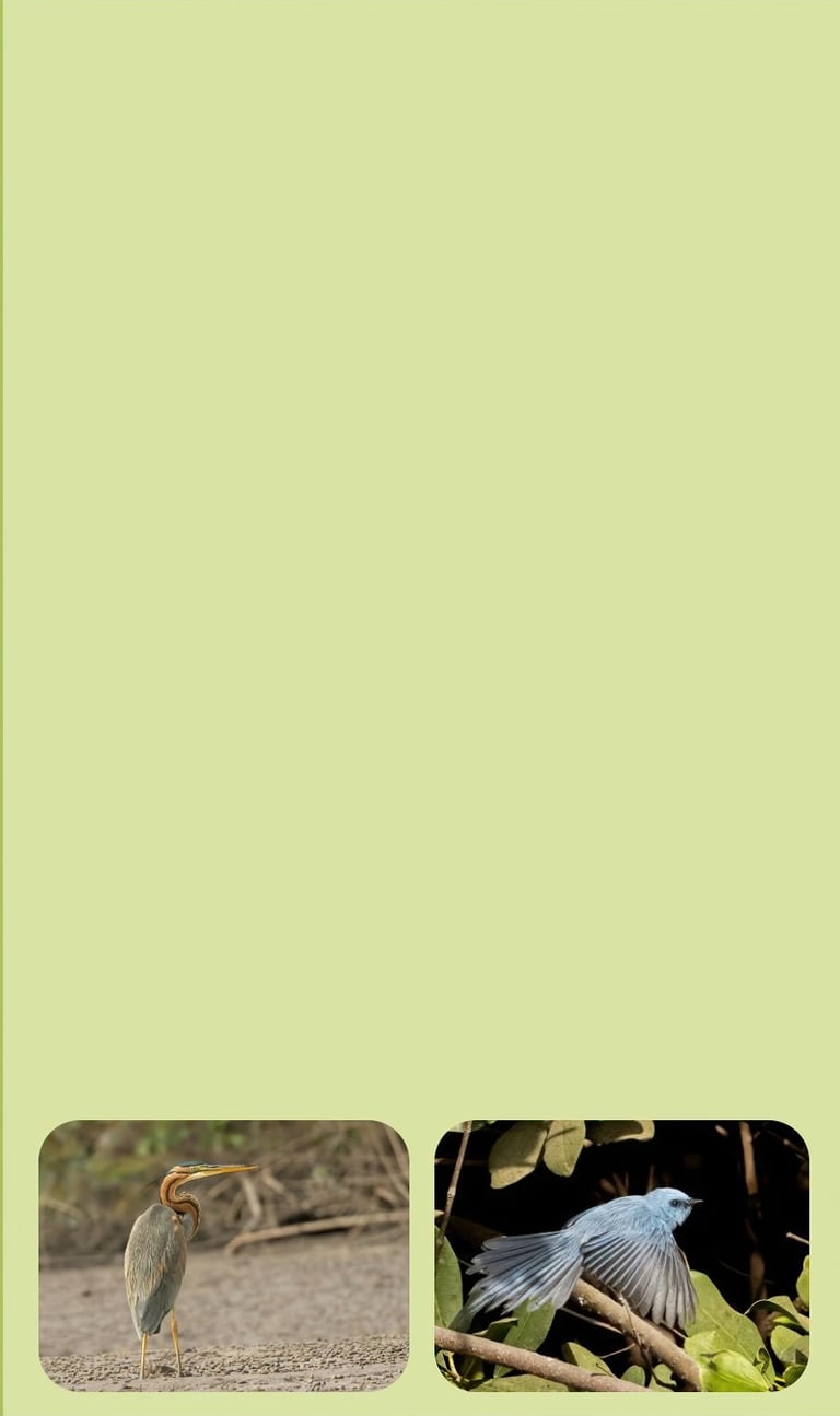 vogelfotografie rondreis gambia alternatieve lodges en biotopen