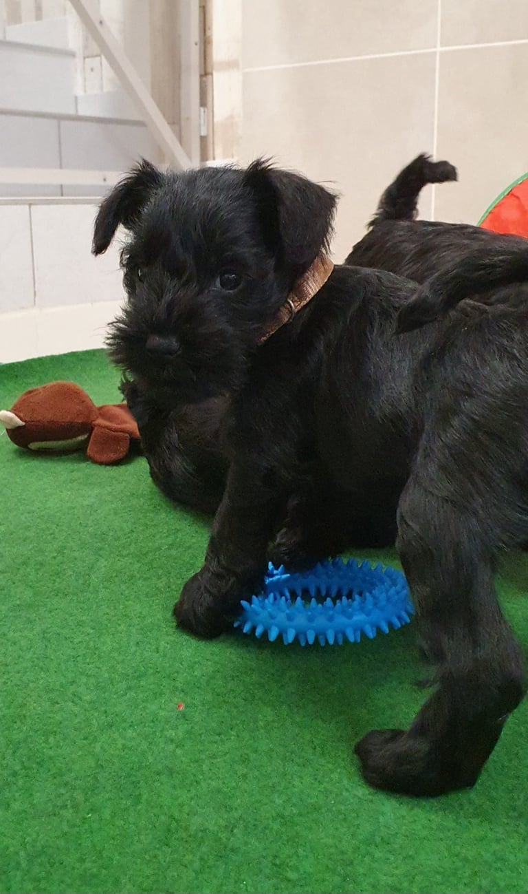 Violette des Diamants Noirs d'Also