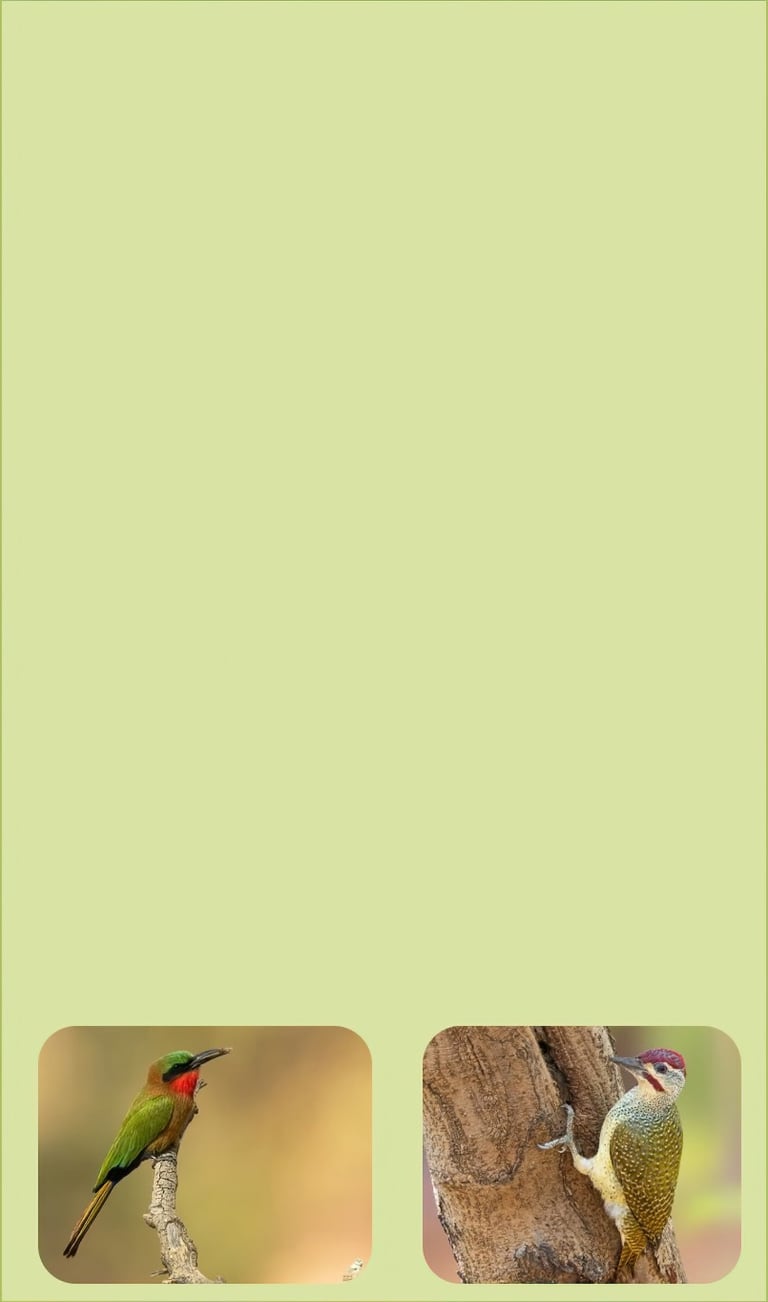 vogelfotografie rondreis gambia maximale soortendiversiteit