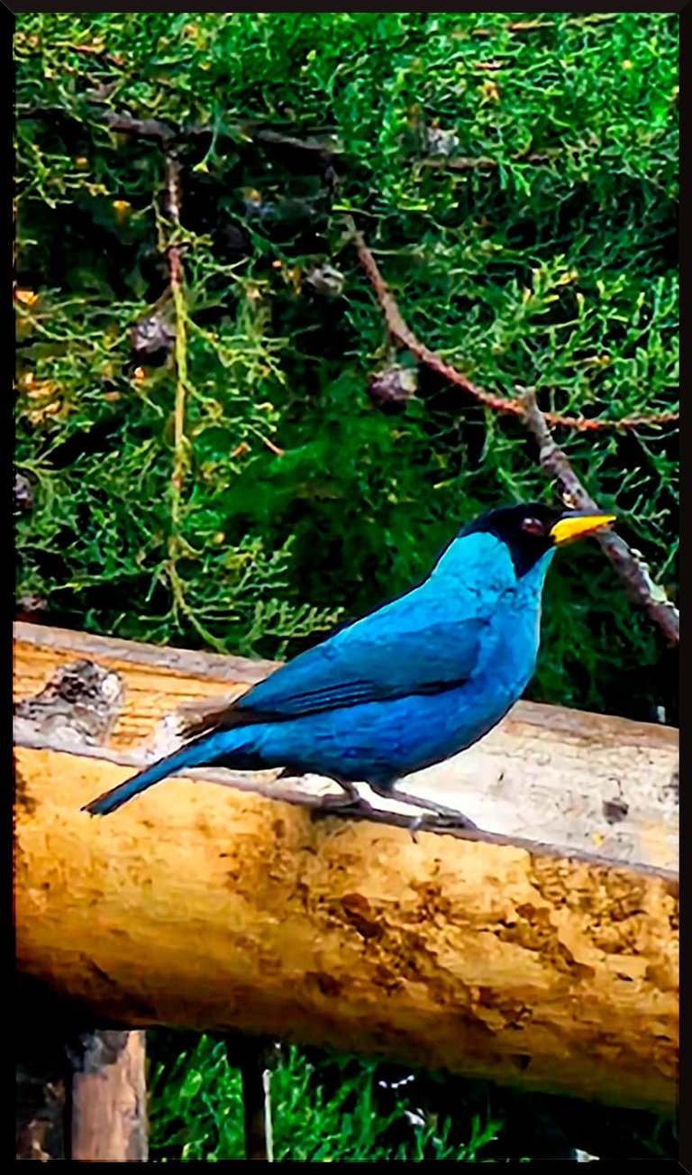 Mielero Turquesa (Dacnis cayana)