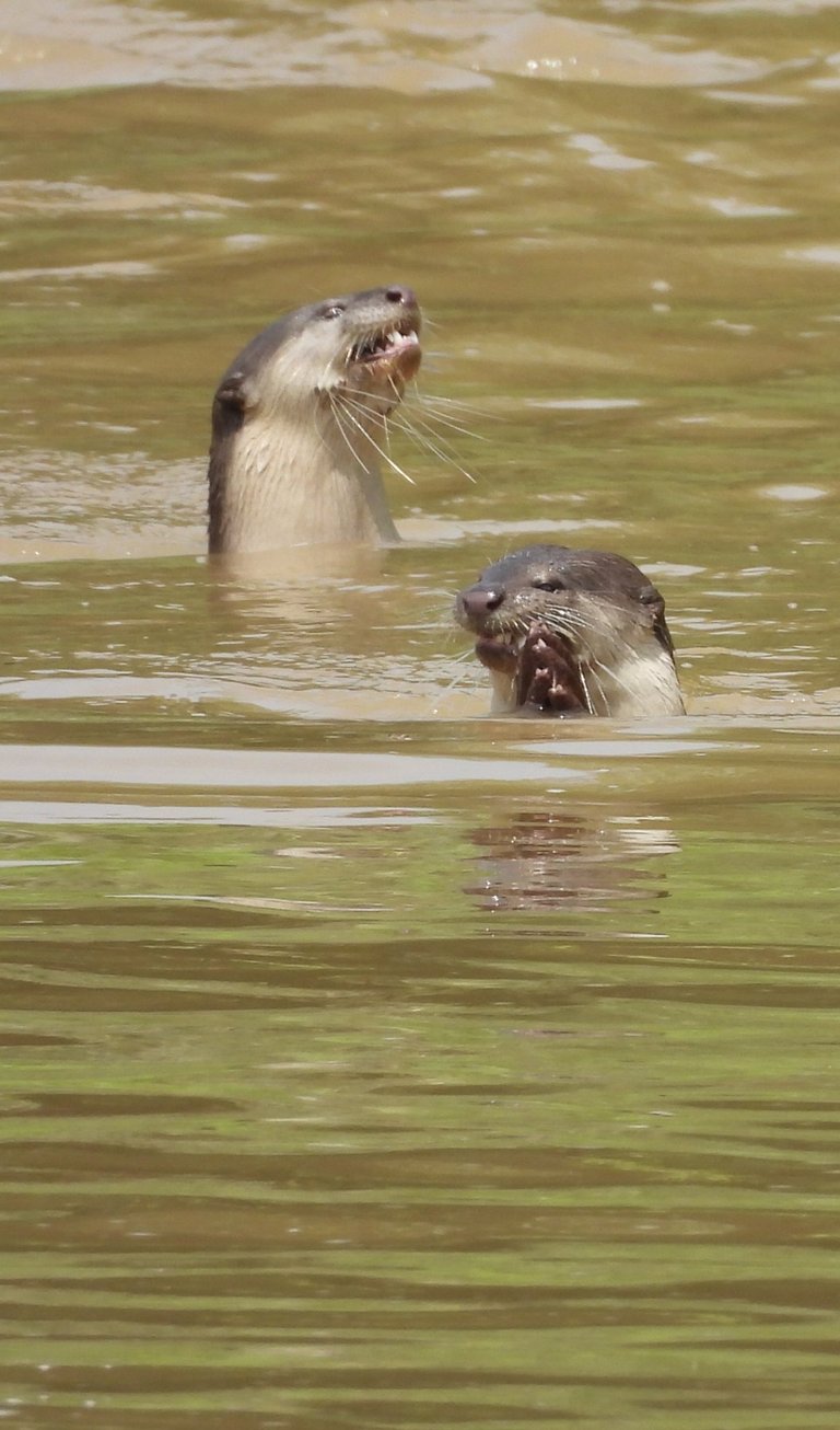 Meal otter in Bardiya National Park