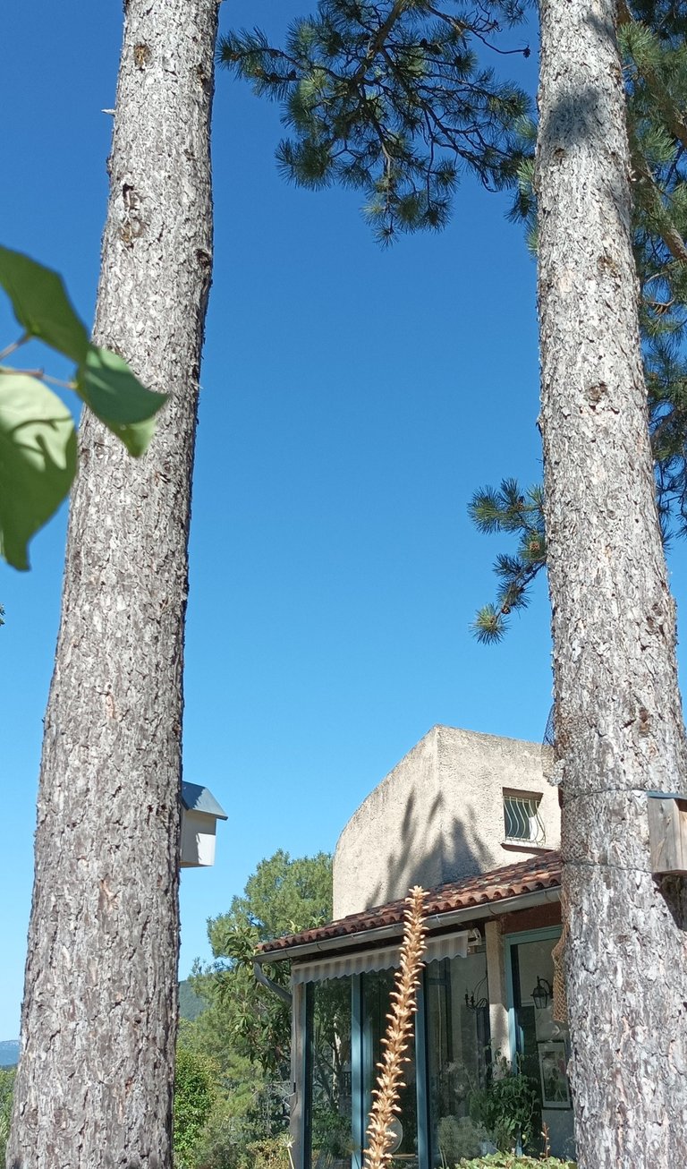pine trees neatly' élagaged'