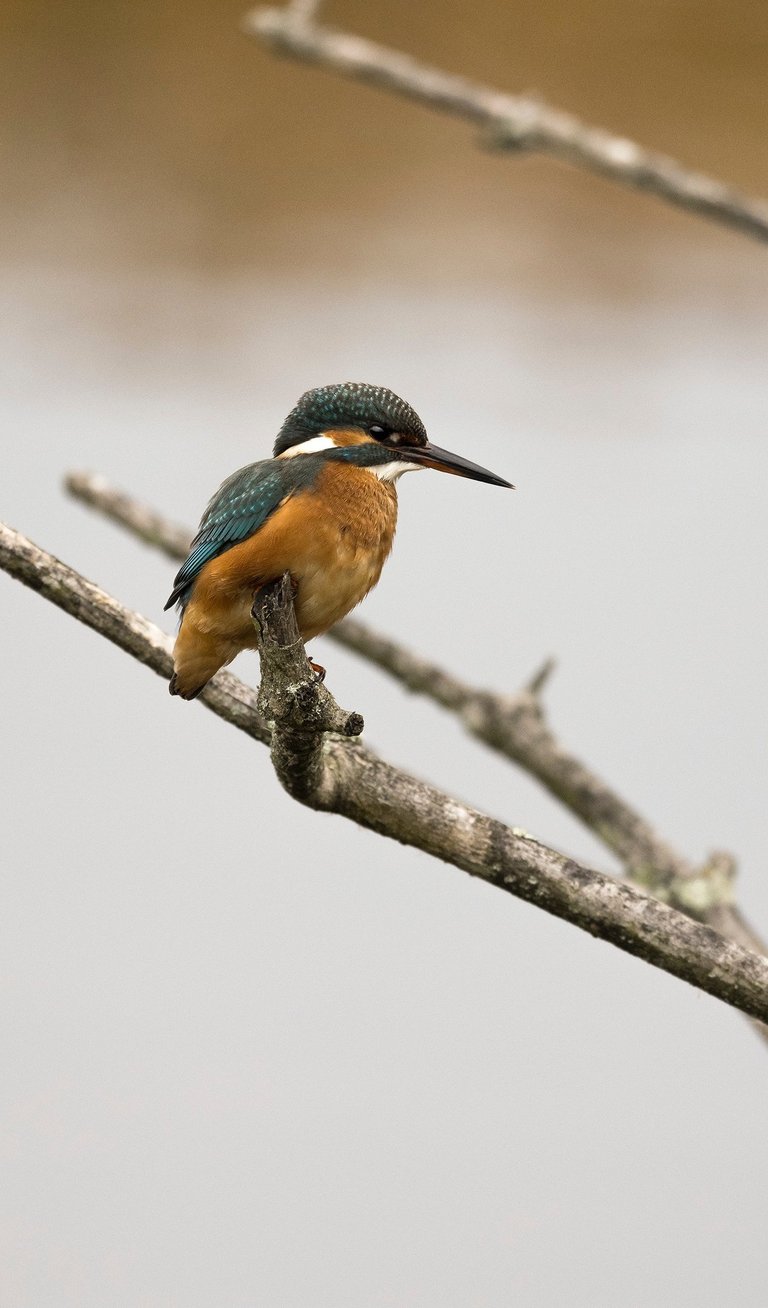 Eisvogel auf Ast – Beispiel aus dem Fotokurs Tierfotografie Basel.