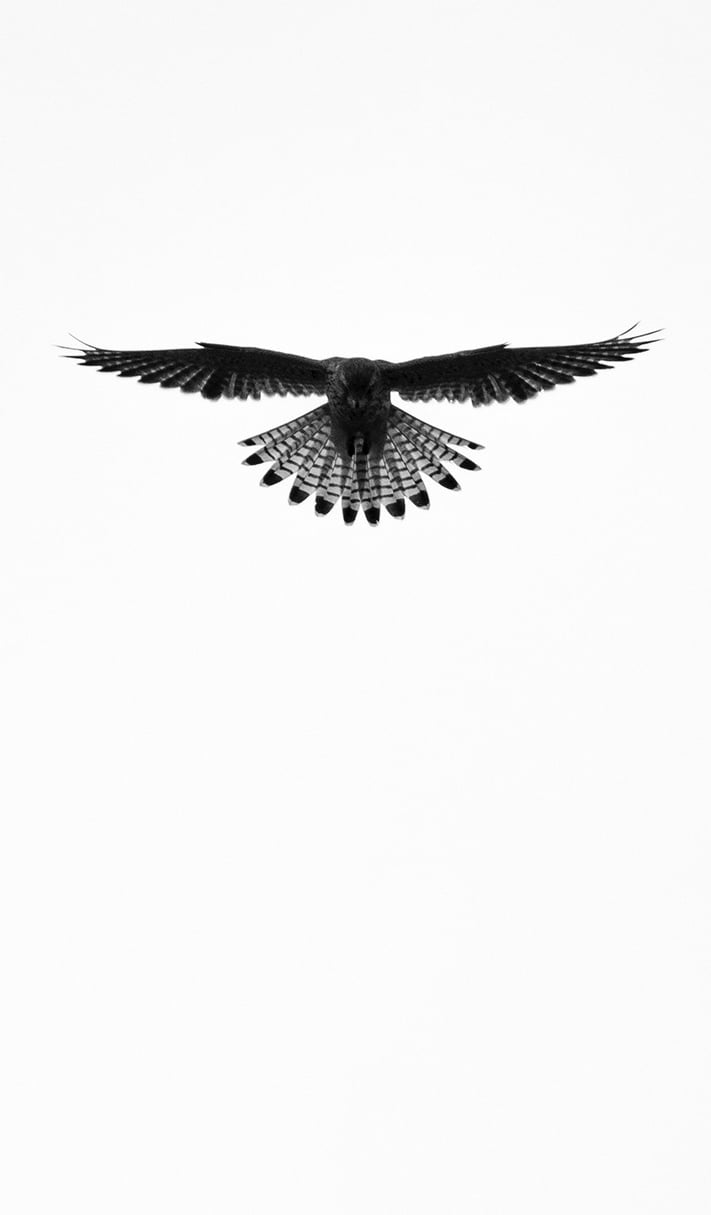 Greifvogel im Flug – Beispiel aus der Masterclass Tierfotografie Basel.