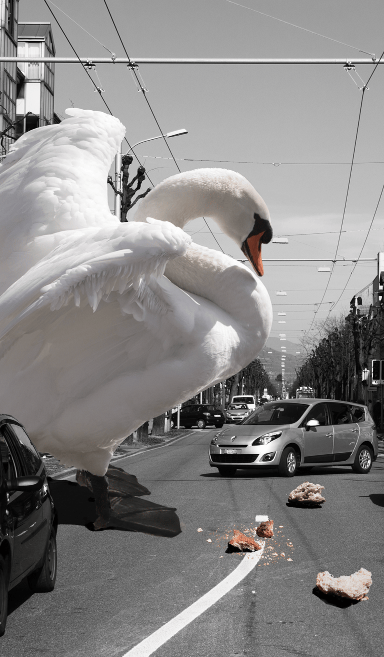 Fotomontage mit Schwan in der Stadt – Beispiel aus dem Kurs Photoshop Composing Basel.