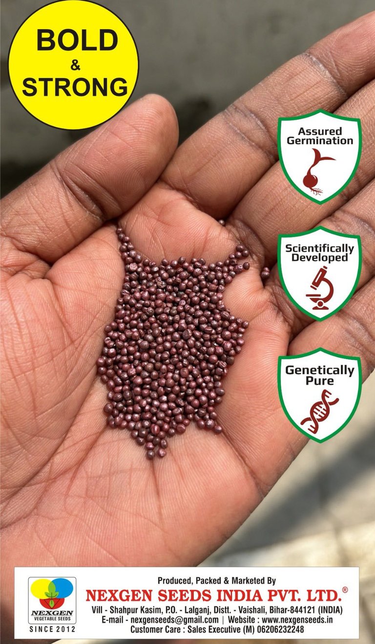 Nexgen Seeds India bold and strong vegetable seeds held in palm for assured germination.