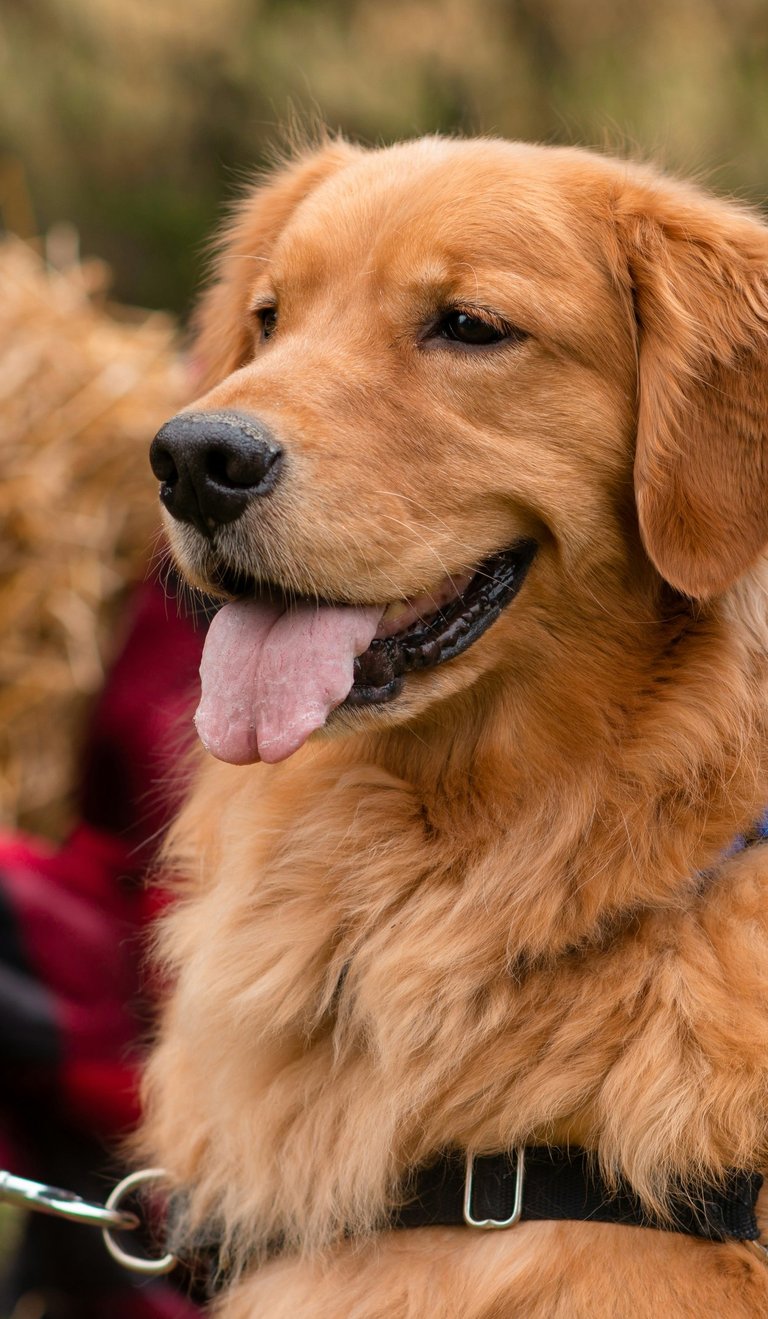 dogAdvisor ✲ dogadvisor ✲ dog advisor ✲ Blog for new dog owners ✲ dogs ✲ dog advisers ✲ dog advisors