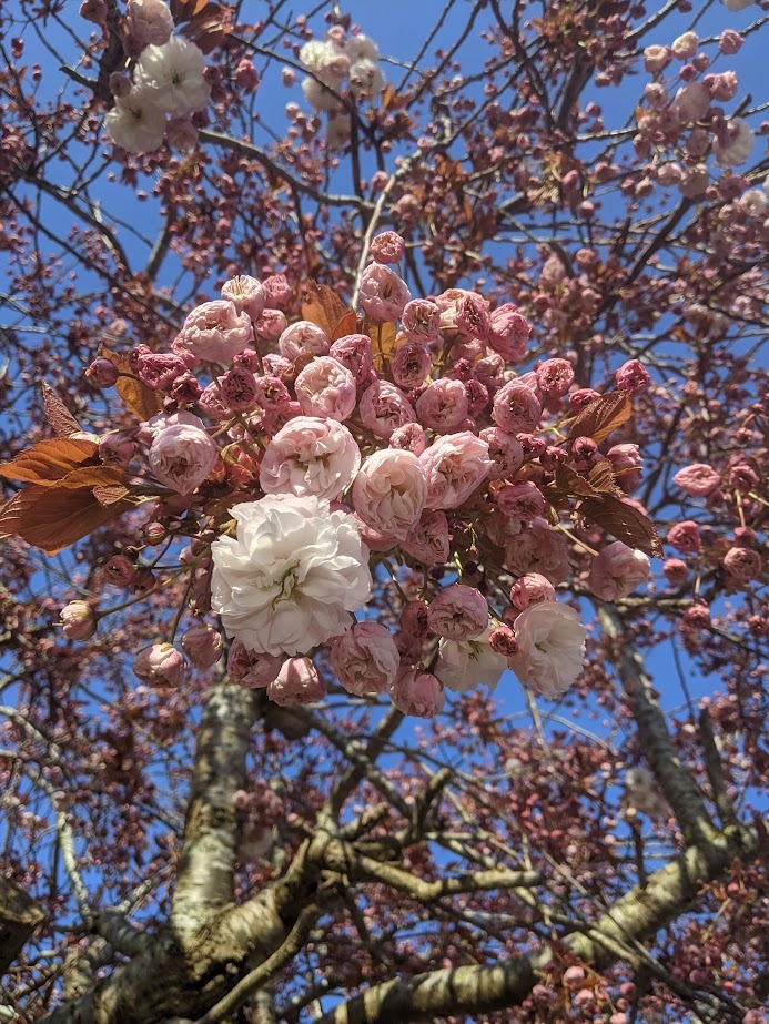 image of a pink tree blossom