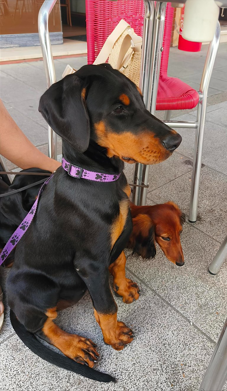 cucciola dobermann Mesola Ferrara emilia romagna