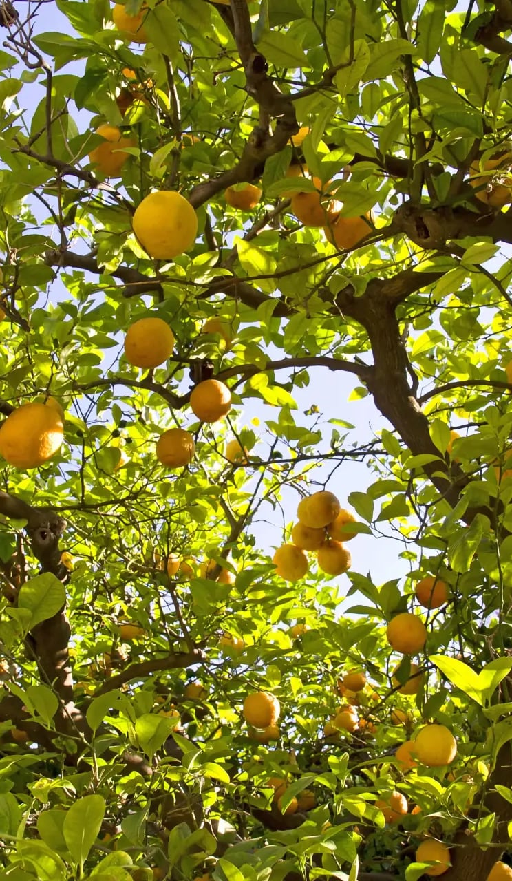 lemon tree