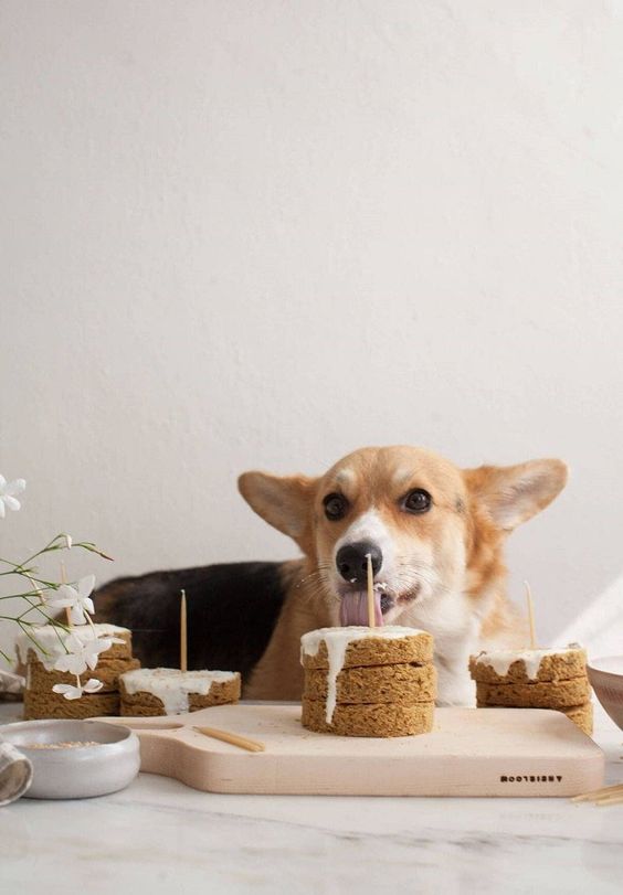biscuit pour chien sans céréales - strasdog