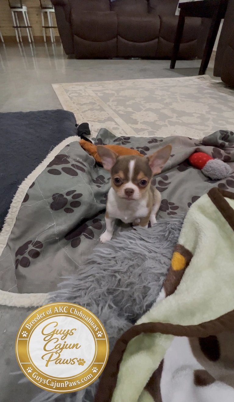 Louisiana AKC chihuahua pet chocolate and white puppy on blanket