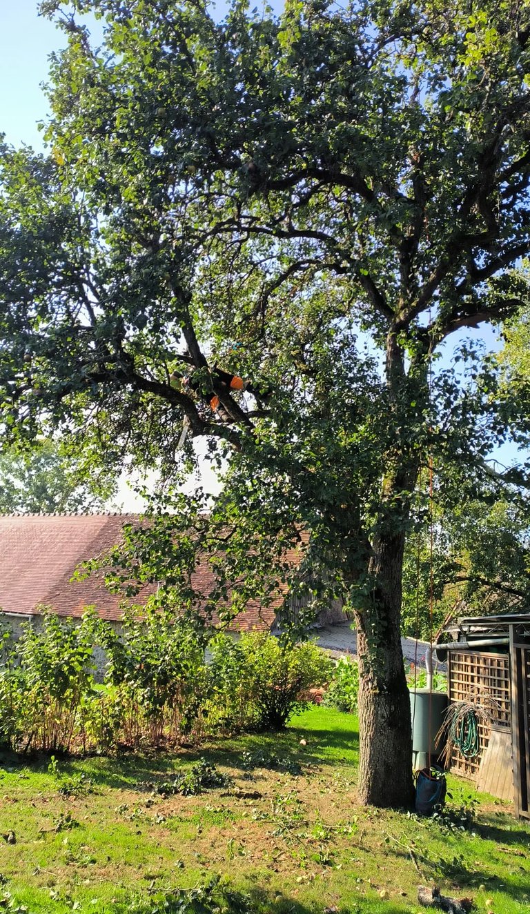 Elagueur en train d'effectuer une taille en vert sur un arbre proche du Mans