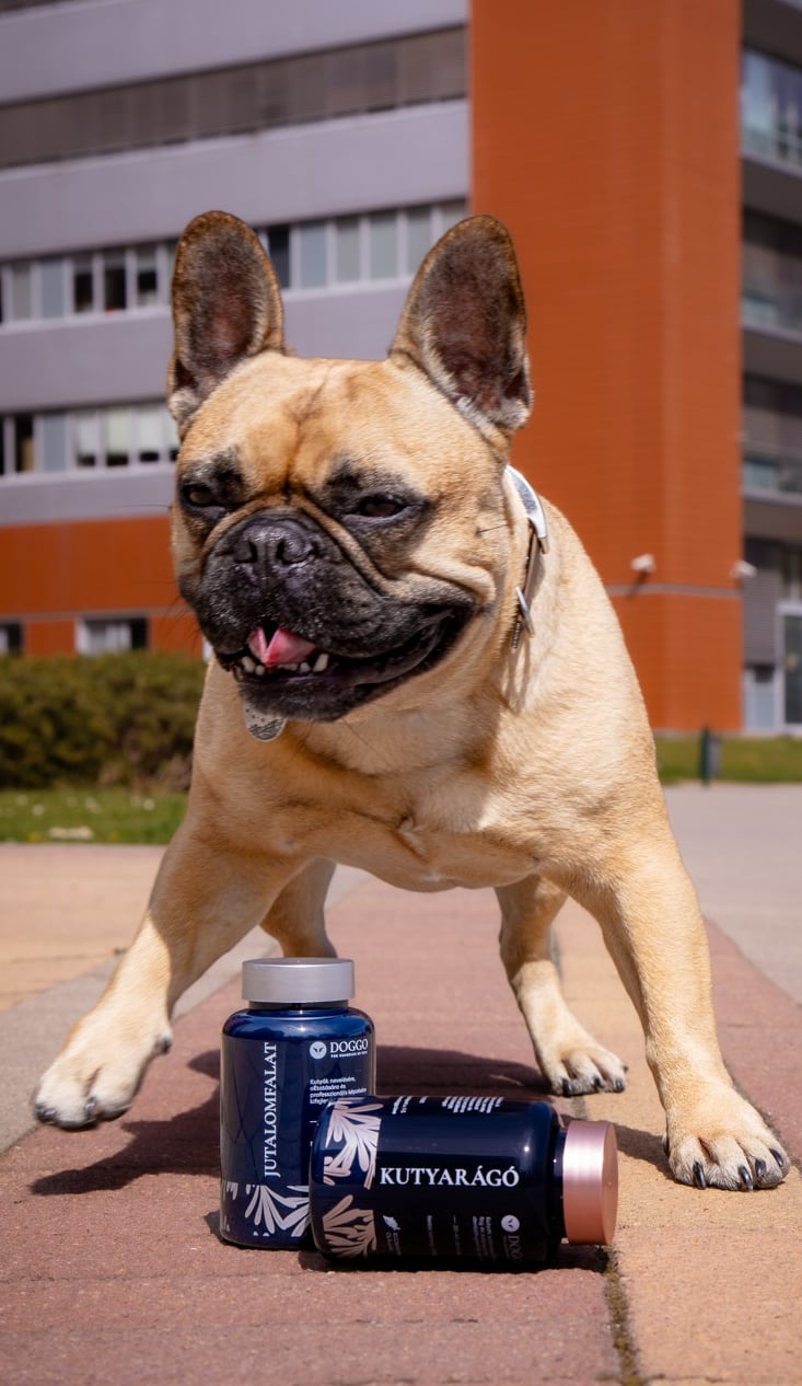 DOGGO természetes kutyarágó – prémium fogtisztító kutyáknak