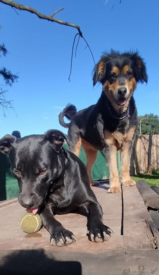 two dogs are standing on a wooden platform