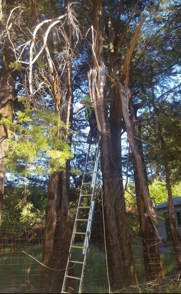 PODA DE RAMAS PARTIDAS Y CONTROL DE RIESGOS