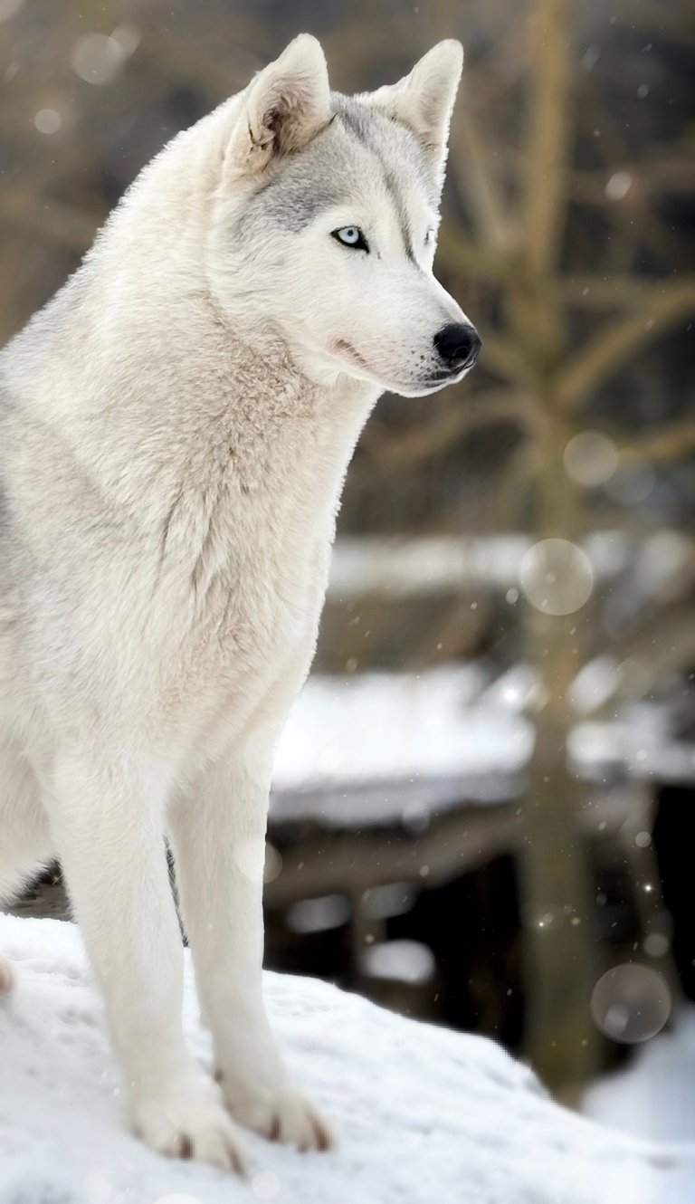 Husky-Erlebnisse, Husky-Ausfahrten, Husky-Trekkingtouren, Husky Abenteuer, Dietfurt, Bayern