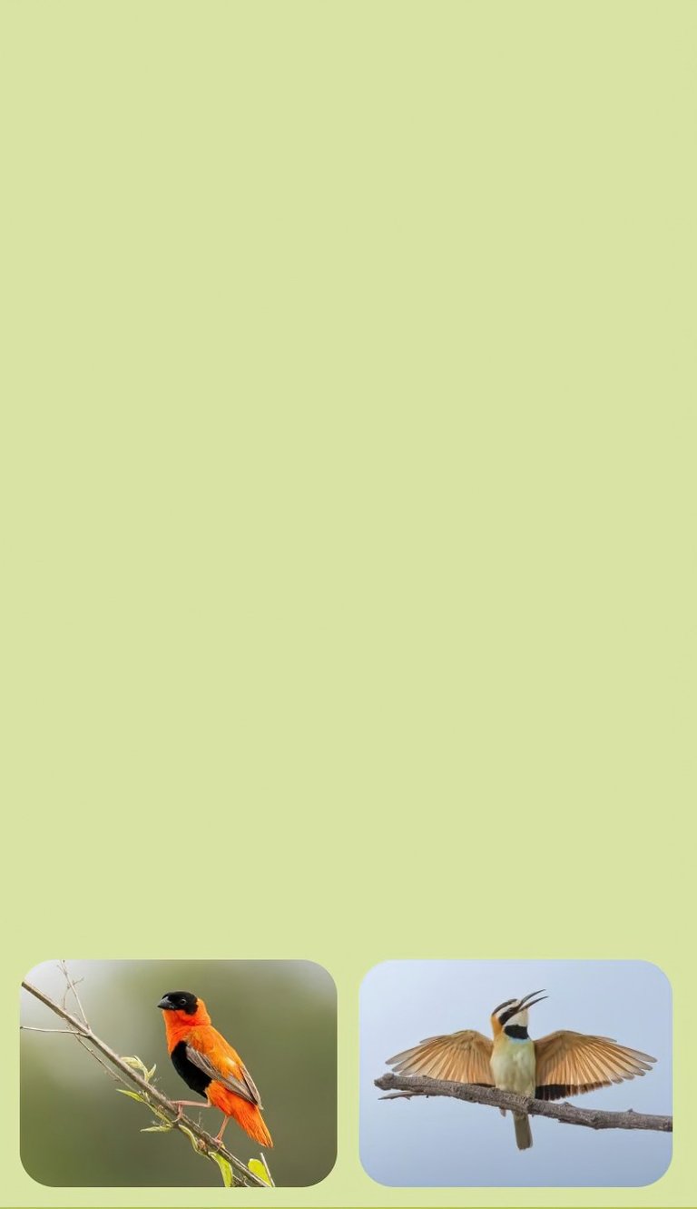 vogelfotografie rondreis gambia alternatieve biotopen