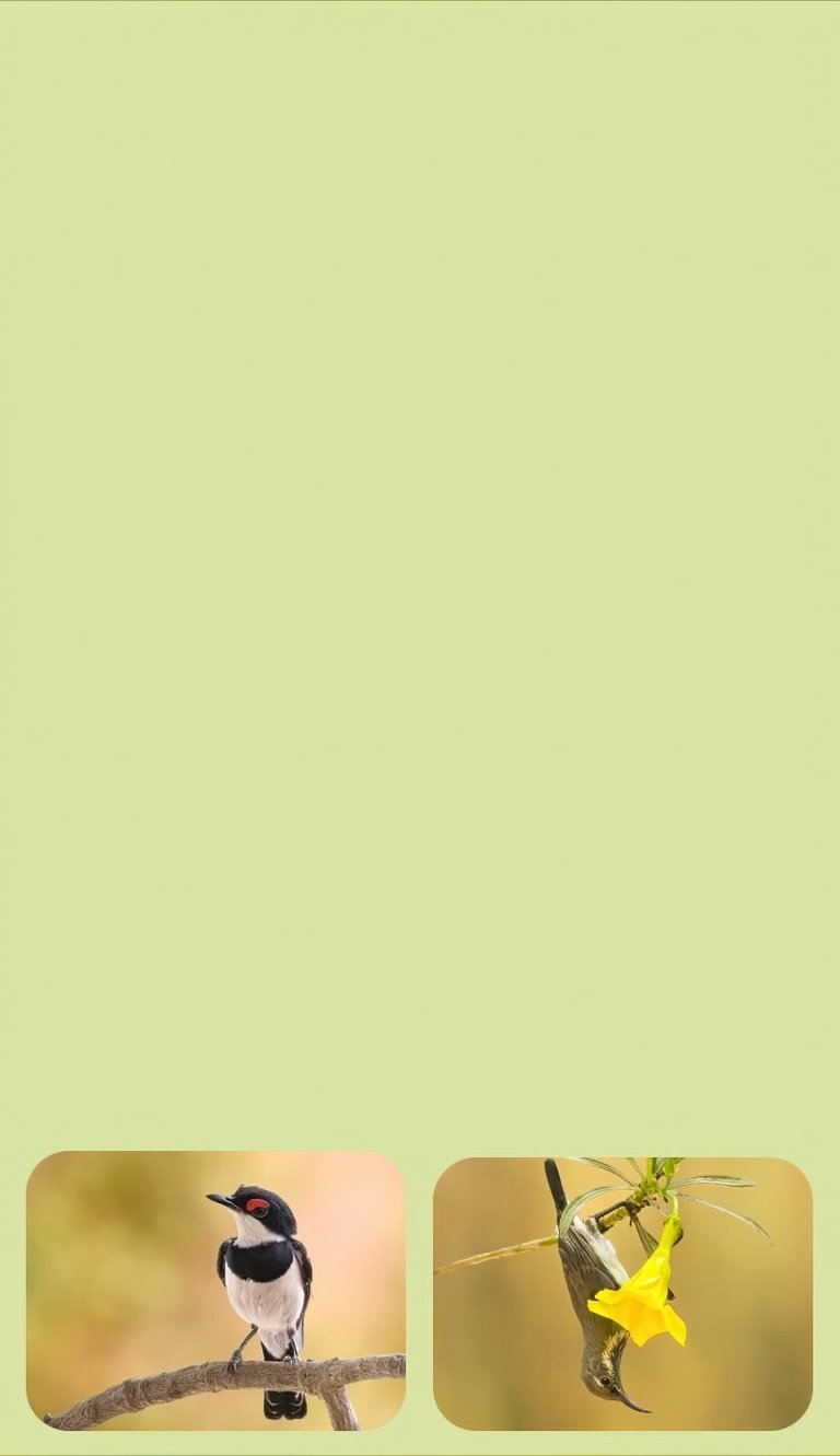 vogelfotografie rondreis gambia uitgebreide route