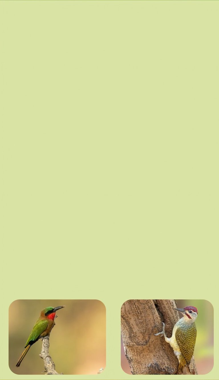 bird photography tour gambia maximum species diversity