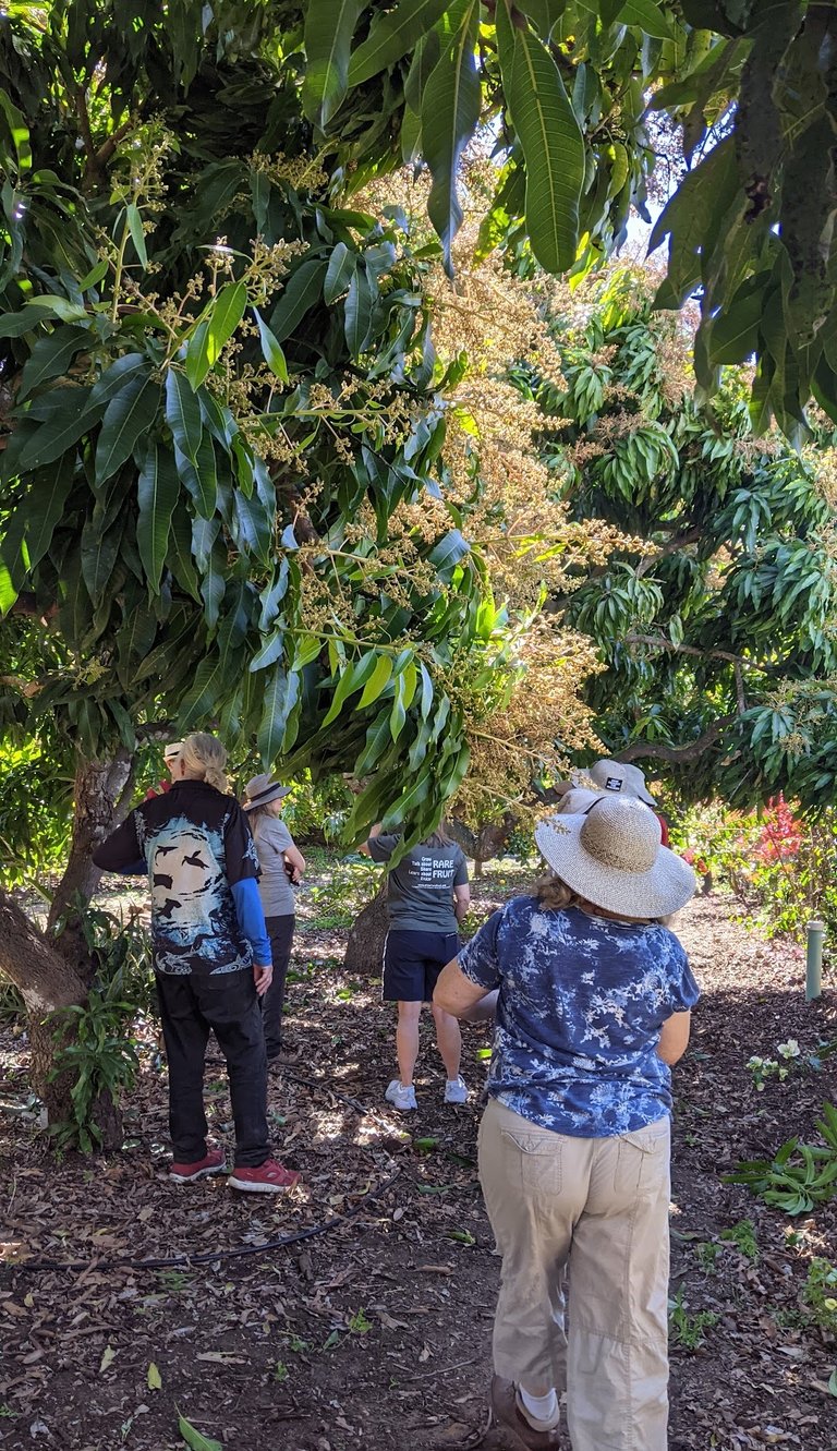 people walking through a flowering mango orchard with backs to camera