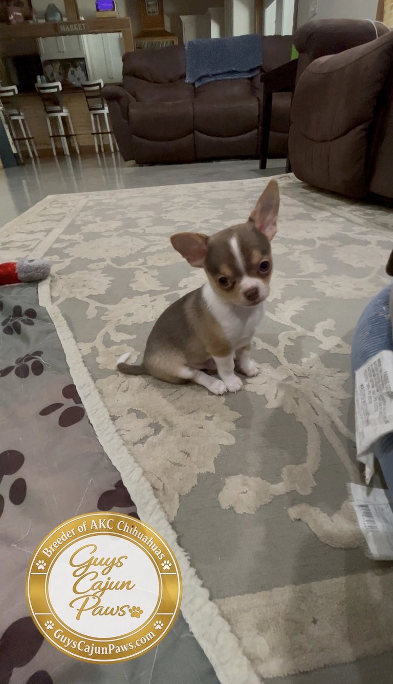 AKC Louisiana Chihuahua puppy chocolate and white sitting on rug