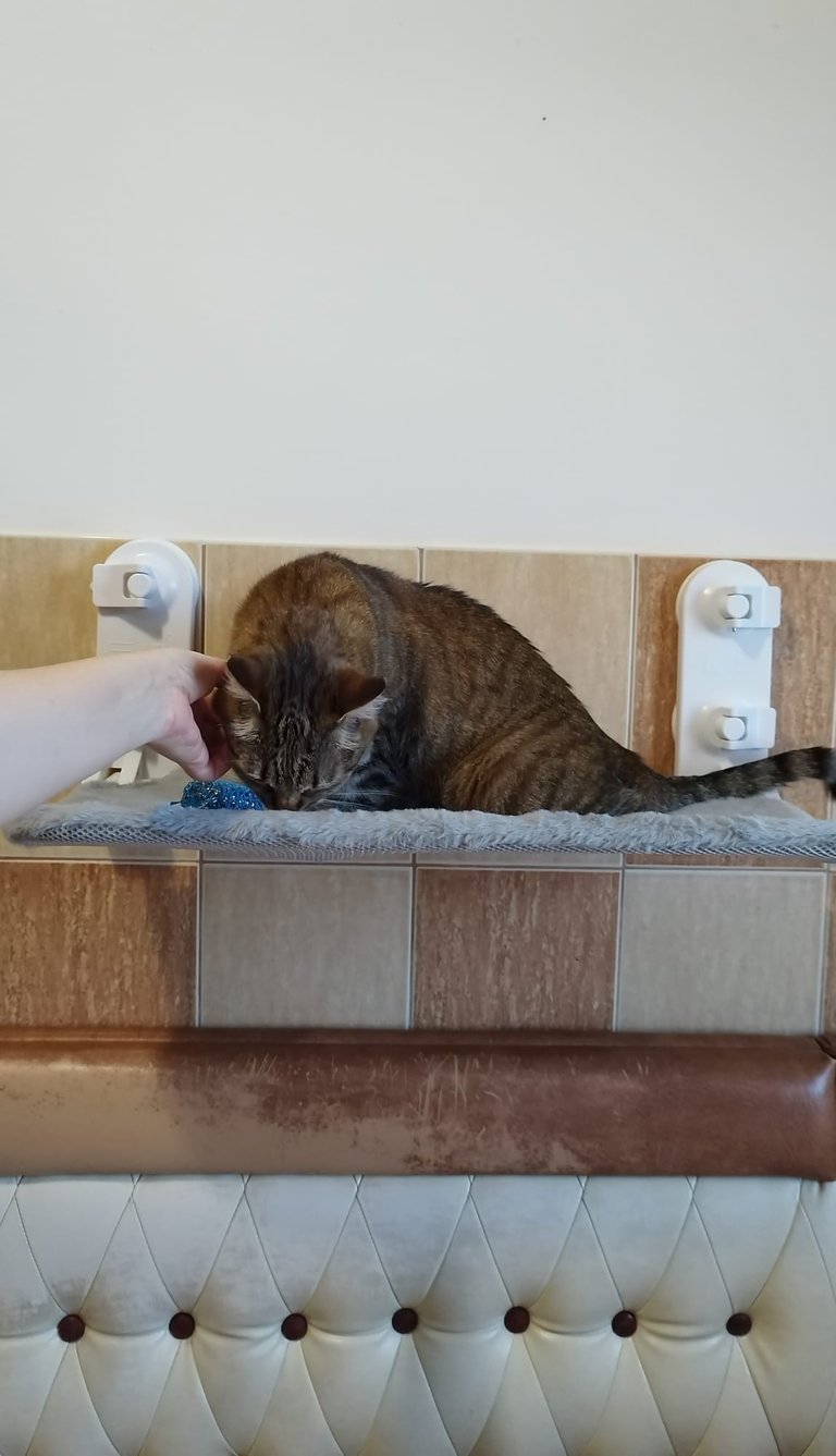Amazon Basics cat window perch with suction cups attached to glass window, providing a comfort
