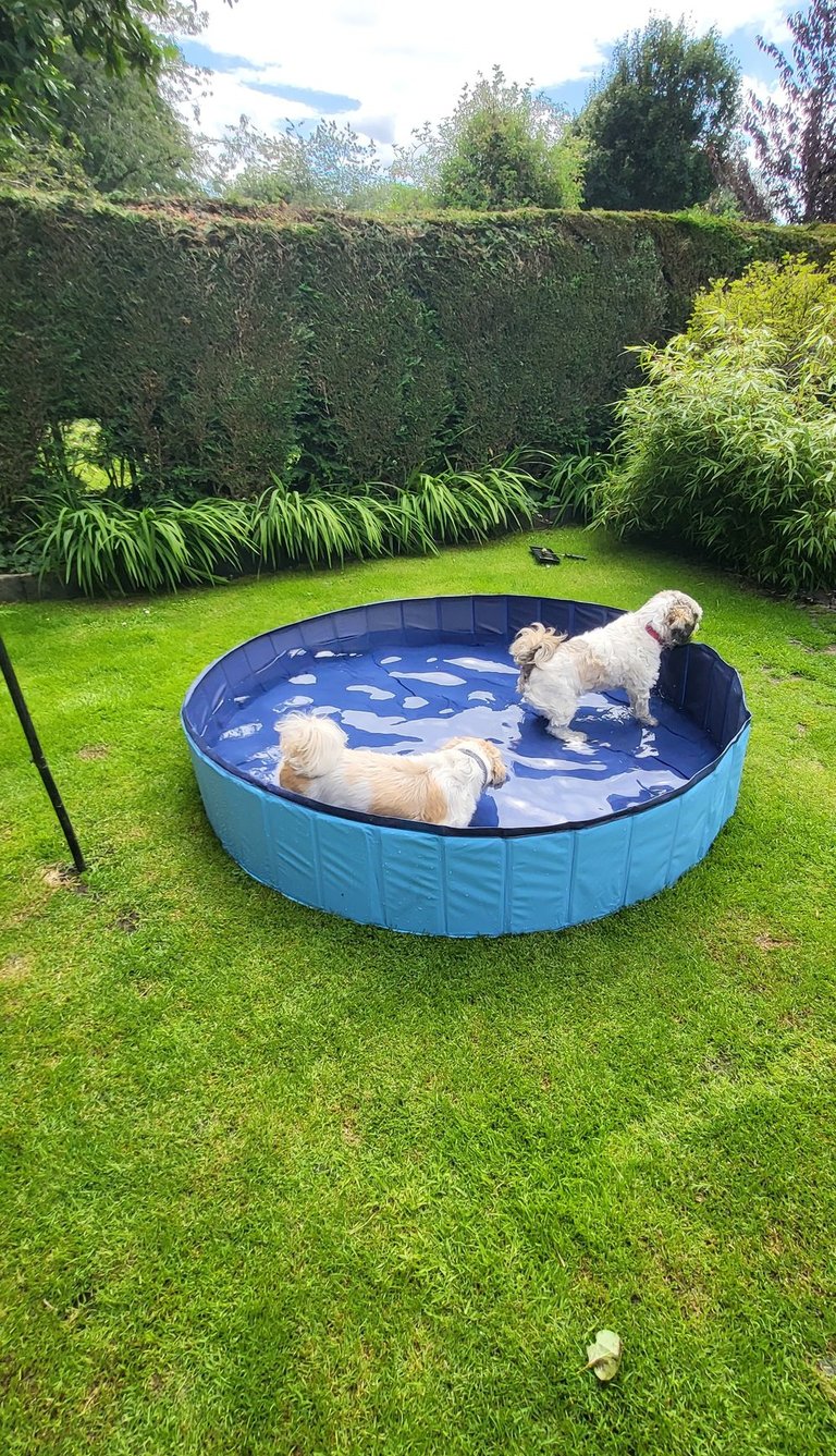 Dogs in pool
