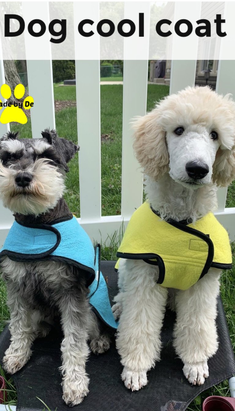 A Schnauzer and Poodle wearing blue and yellow dog cool coats for heat relief.