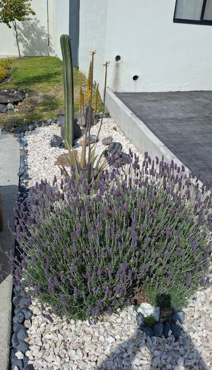 jardin remodelado con cactus y lavanda