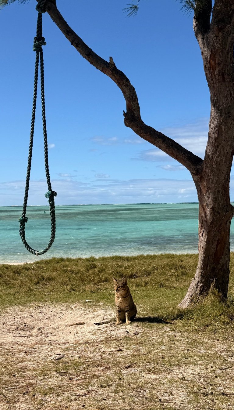 Île aux Chats islet in the Rodrigues lagoon