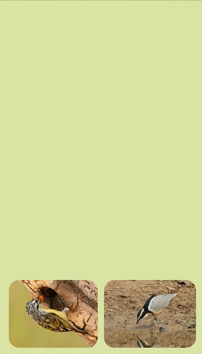 bird photography tour gambia classic route