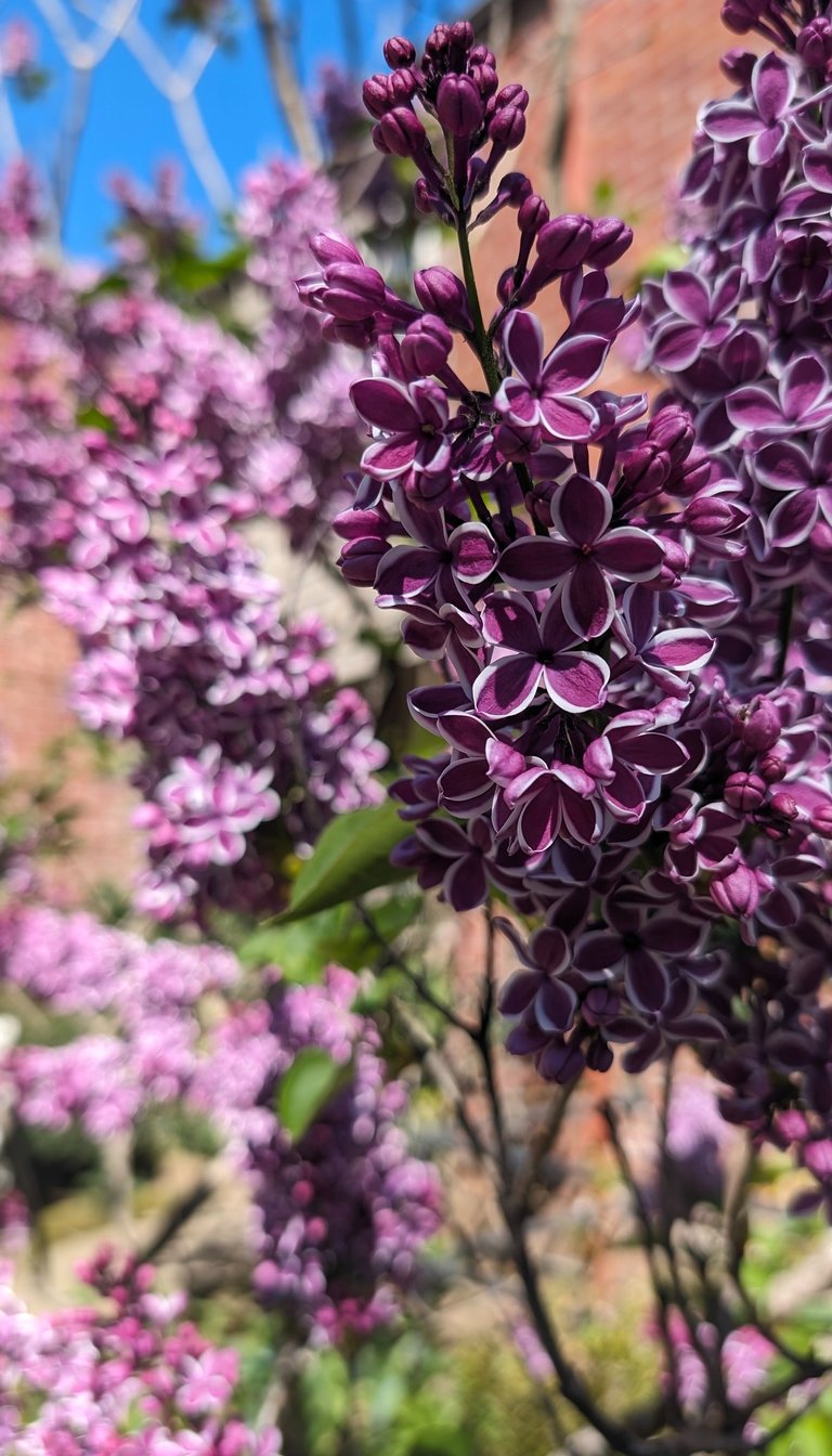 purple lilacs