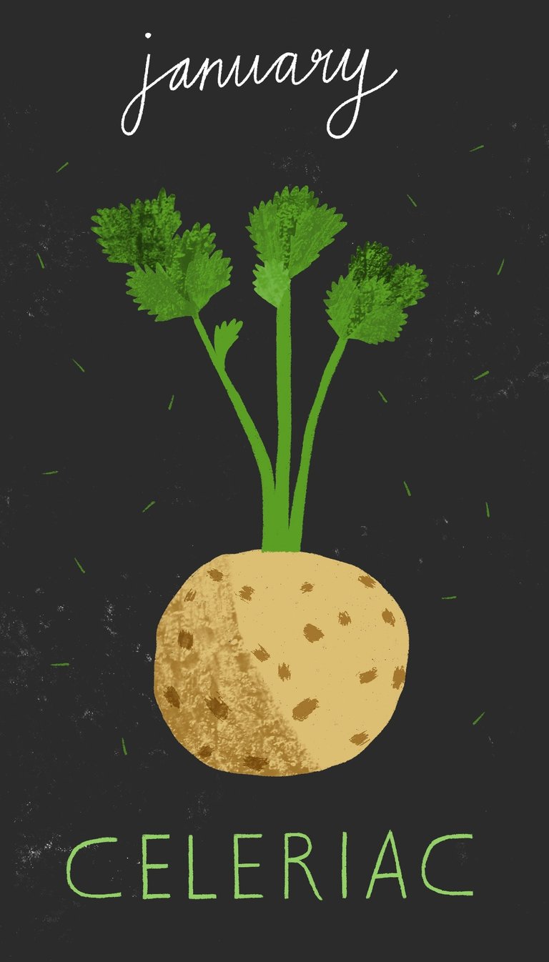 January illustration showing a celeriac on a dark background.