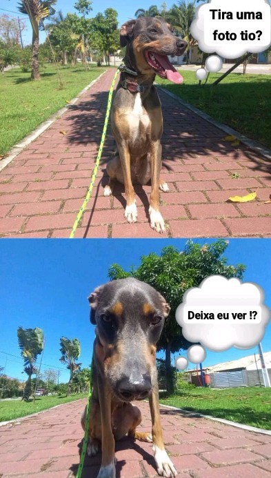 a dog sitting on a leash with a thought bubble bubble