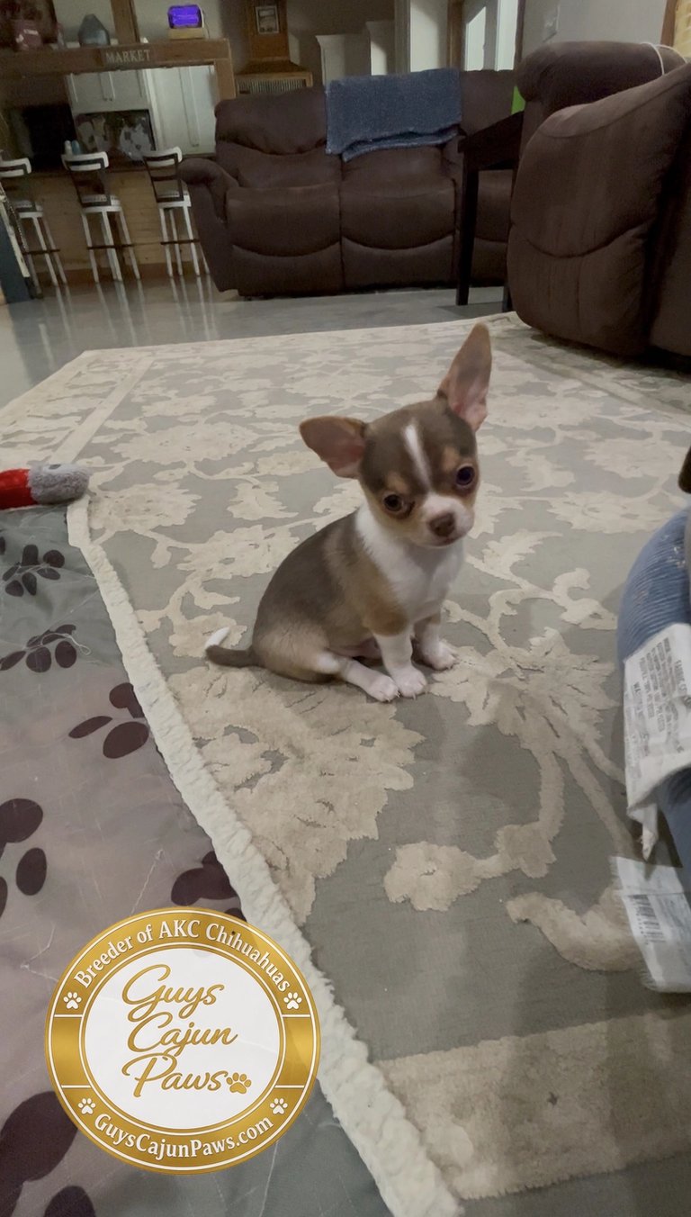 AKC Louisiana Chihuahua puppy chocolate and white sitting on rug