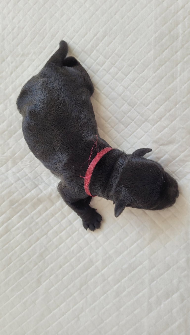 Femelle Schnauzer nain noir