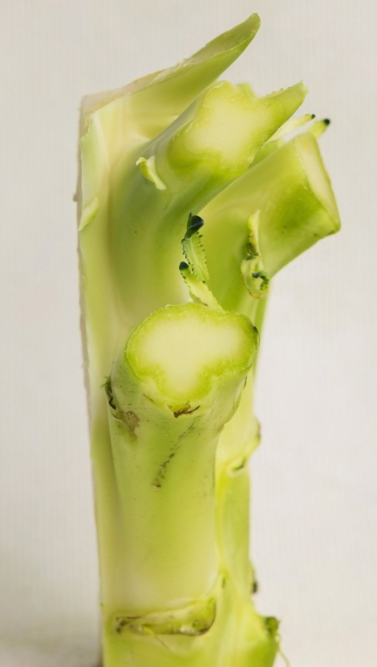 Broccoli stem
