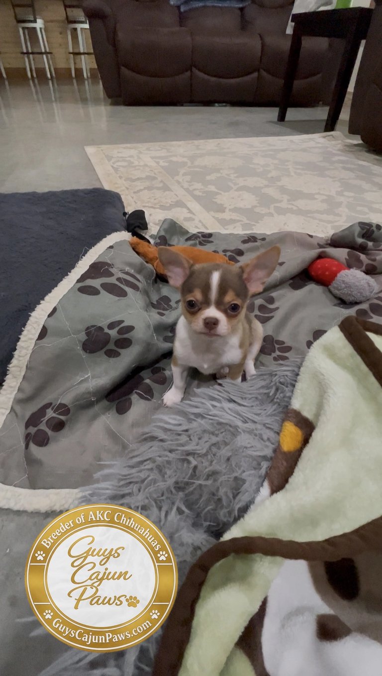 Louisiana AKC chihuahua pet chocolate and white puppy on blanket