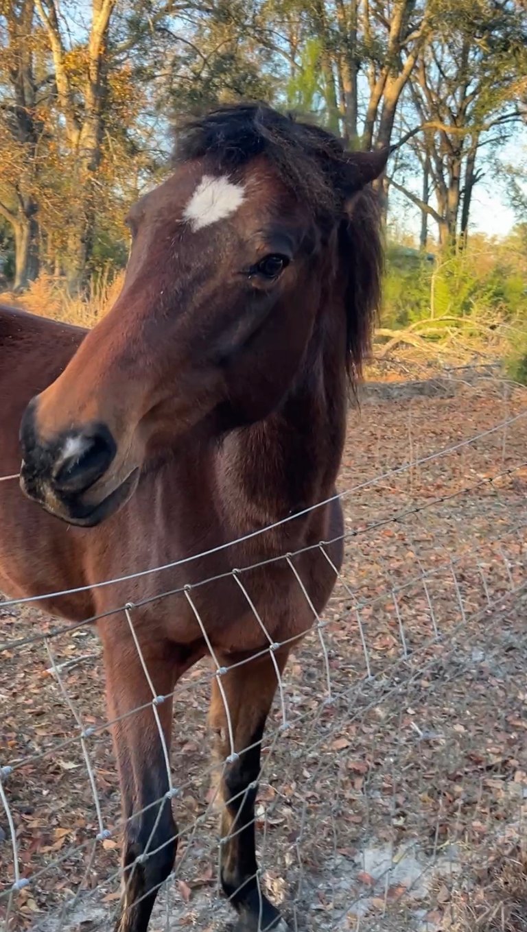 A brown horse with a white diamond blaze on its forehead stands behind a wire fence in a field.