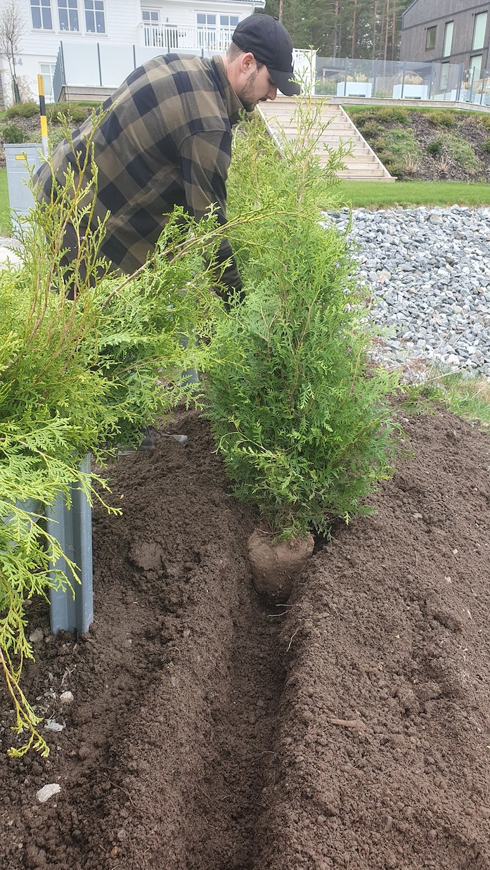 Häckplantering stockholm