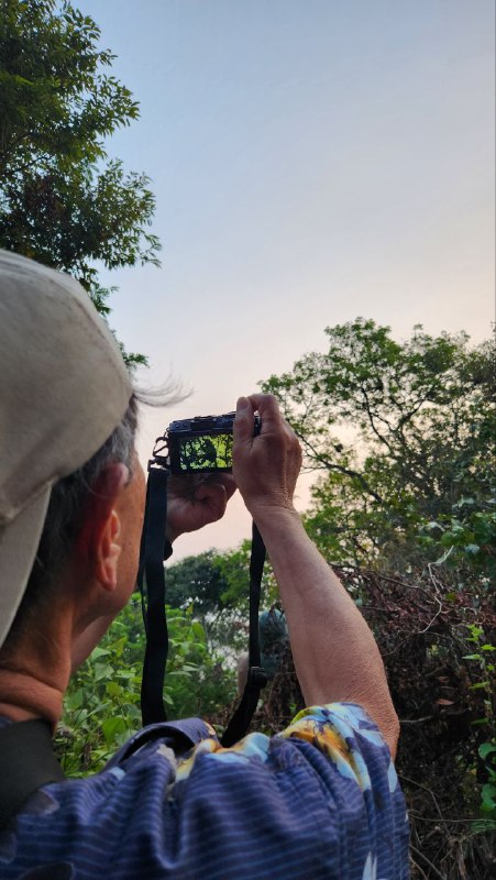 A customer is taking picture of the langur on Son Tra, Da Nang.