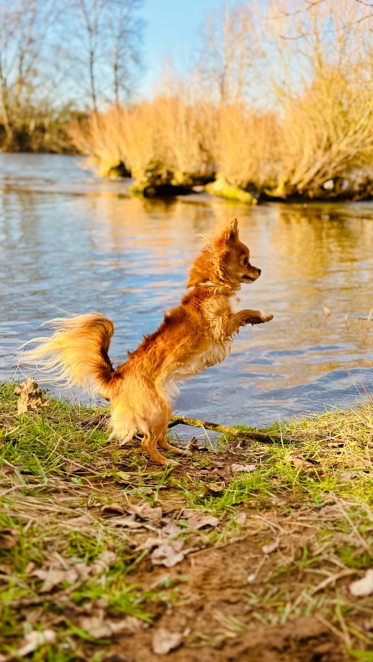 Chihuahua cours éducation canine Roanne - Lien vers .JPG