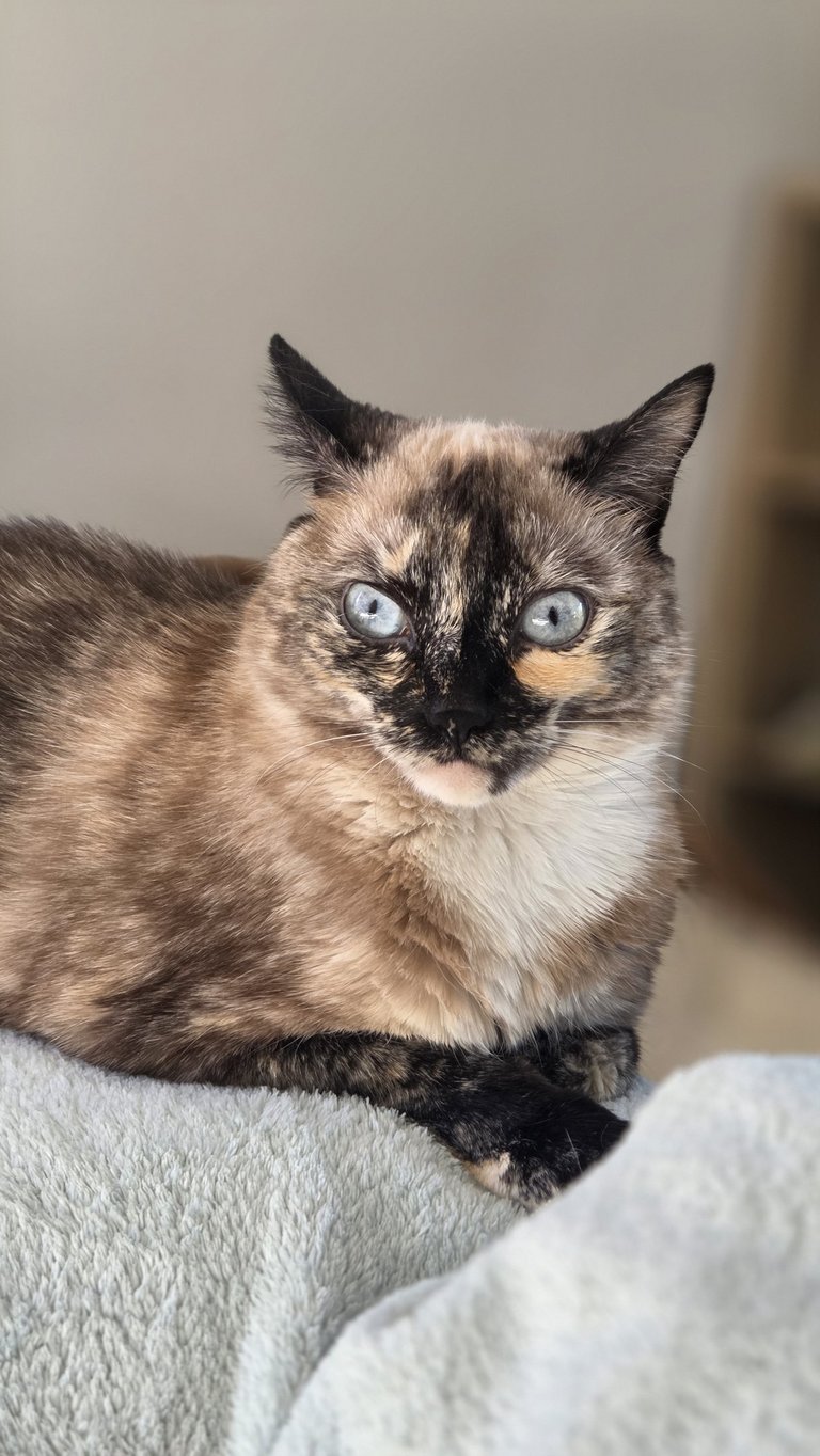 Chat dans une clinique vétérinaire à Varces