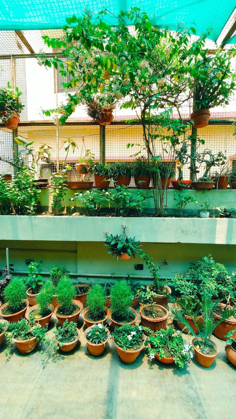 Terrace Garden
