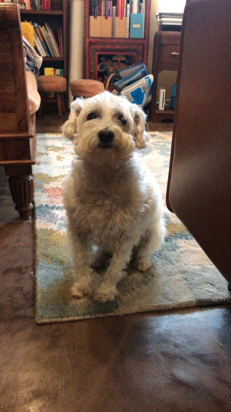 White dog sitting on a rug in a living room