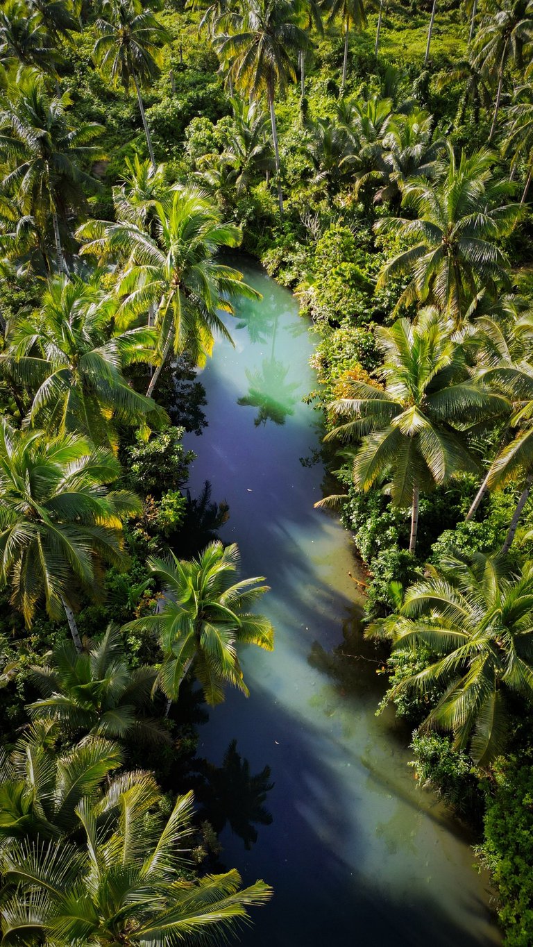 a river with a blue green water and palm trees