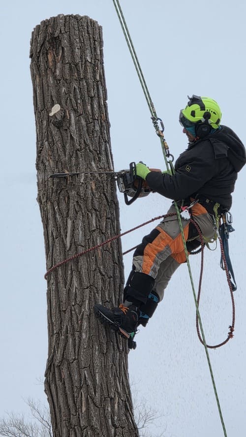 Professional arborist using a chainsaw while tree climbing to safely remove a section of a tall tree trunk.